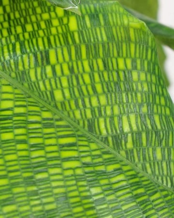 كالاثيا موسايكا - Calathea Musaica Network