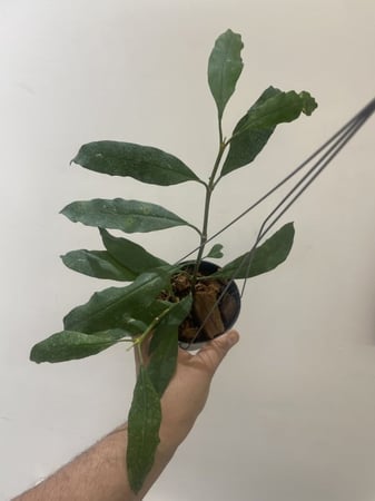 هويا مولتيفلورا- Hoya Multiflora