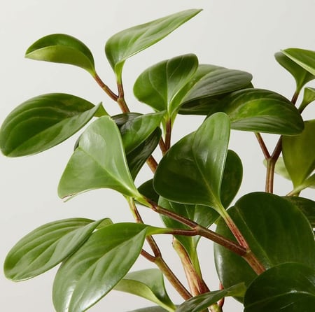 Peperomia obtusifolia Green - ببروميا ابتوسوفوليا الخضراء