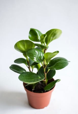 Peperomia obtusifolia Green - ببروميا ابتوسوفوليا الخضراء