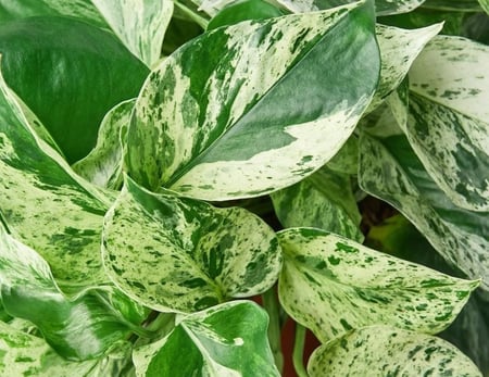 ابيبريمنيوم ماربل كوين -  Epipremnum Pothos Marble Queen