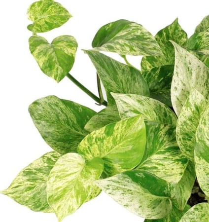 ابيبريمنيوم ماربل كوين -  Epipremnum Pothos Marble Queen