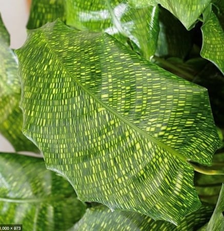 كالاثيا موسايكا - Calathea Musaica Network