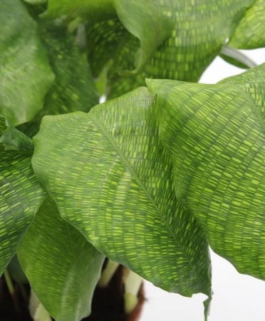 كالاثيا موسايكا - Calathea Musaica Network