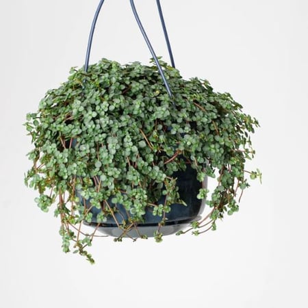 Pilea glaucophylla Greyzy - بيليا الجلوكوفيلا الرمادية