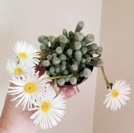 ‏ ‏Fenestraria Baby Toes - صبار نوافذ أصابع القدم الصغيرة