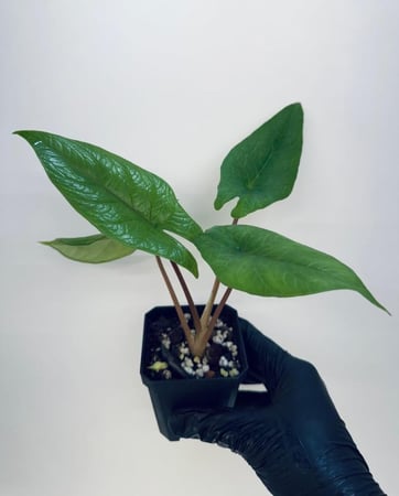 Alocasia Scalprum - ألوكاسيا سكلبرم