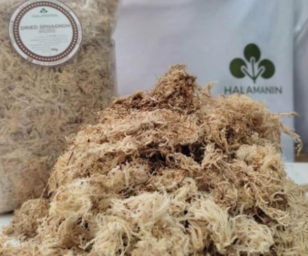Dry Sphagnum Moss - سباقنوم موس