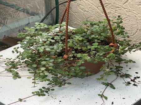 Pilea glaucophylla Greyzy - بيليا الجلوكوفيلا الرمادية
