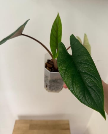 Alocasia Scalprum - ألوكاسيا سكلبرم