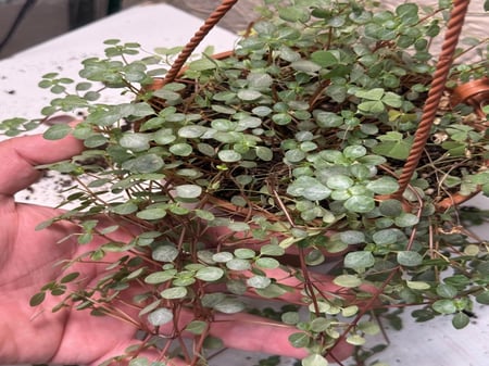 Pilea glaucophylla Greyzy - بيليا الجلوكوفيلا الرمادية