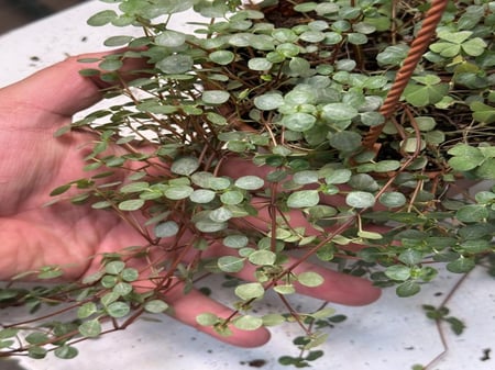 Pilea glaucophylla Greyzy - بيليا الجلوكوفيلا الرمادية