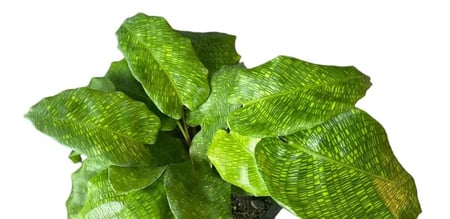 كالاثيا موسايكا - Calathea Musaica Network