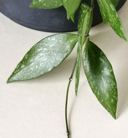 Hoya Gracilis- Hoya Memoria - هويا جراسيليس - هويا ميموريا