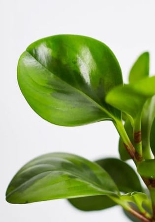 Peperomia obtusifolia Green - ببروميا ابتوسوفوليا الخضراء