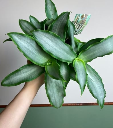 ماردانيا لوريفورميس النجم الساطع - Mardania loriformis Bright Star