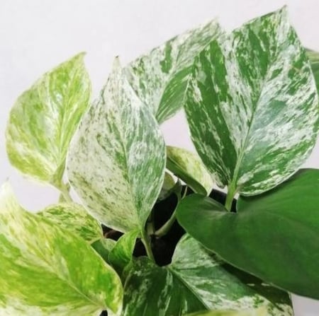 ابيبريمنيوم ماربل كوين -  Epipremnum Pothos Marble Queen