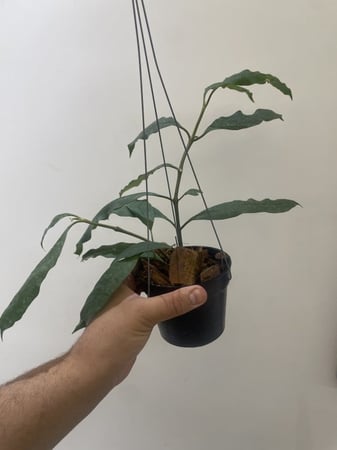 هويا مولتيفلورا- Hoya Multiflora