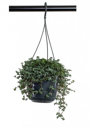 Pilea glaucophylla Greyzy - بيليا الجلوكوفيلا الرمادية