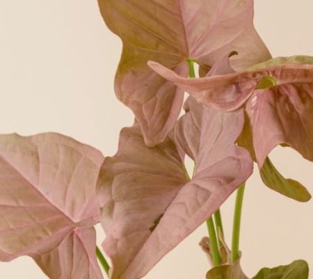 Syngonium Pink Allusion - سينجونيوم بينك ألوجن