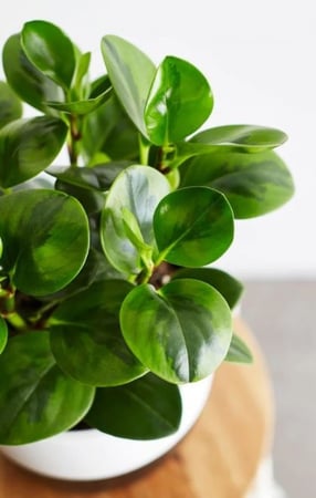 Peperomia obtusifolia Green - ببروميا ابتوسوفوليا الخضراء