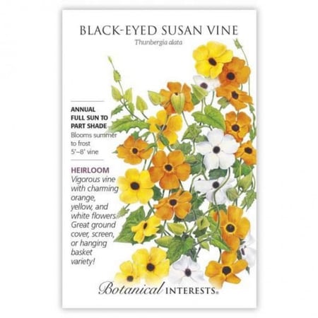 بذور عيون سوزان - Black-Eyed Susan Vine Seeds