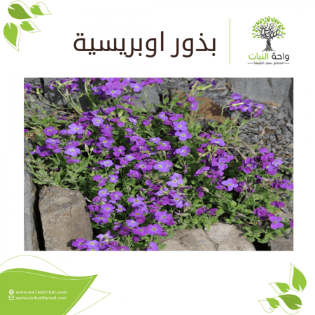 بذور اوبريسية