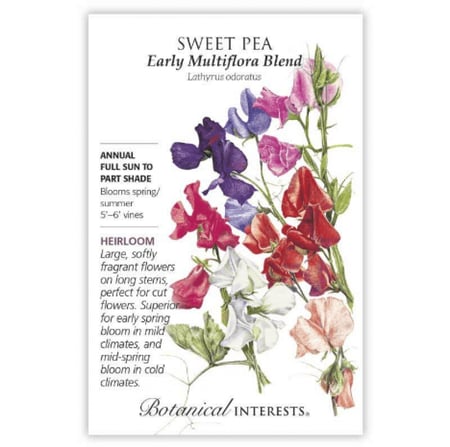 بازيلاء حلوة متسلقة مبكرة - Early Multiflora Blend Sweet Pea
