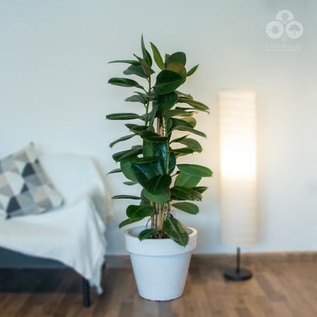 نبتة فيكس مطاط