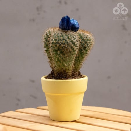 نبتة صبار بورود زرقاء بمركن أصفر