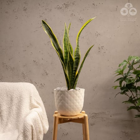 نبتة سنسفيرا جلد النمر بمركن تروبيكل برتغالي