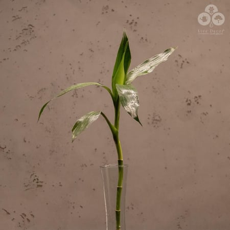 نبتة ساق البامبو 50 سم