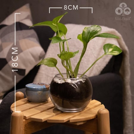 نبتة البوتس بفازة زجاجية صغيرة