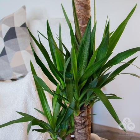 نبتة يوكا بمركن روتو بريلينت