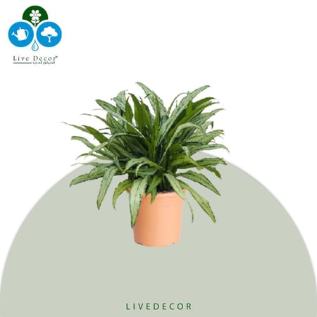 نبتة اجلونيما سترايبس