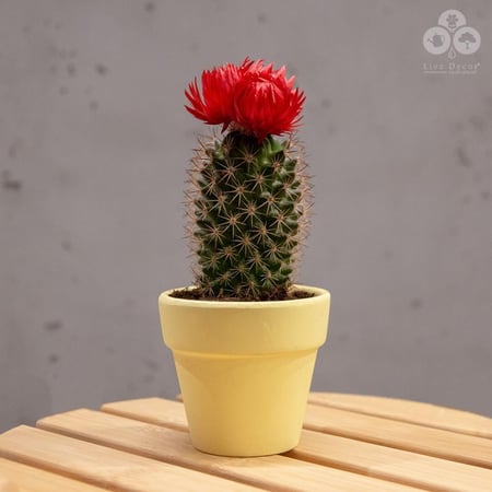 نبتة صبار بورود حمراء بمركن أصفر