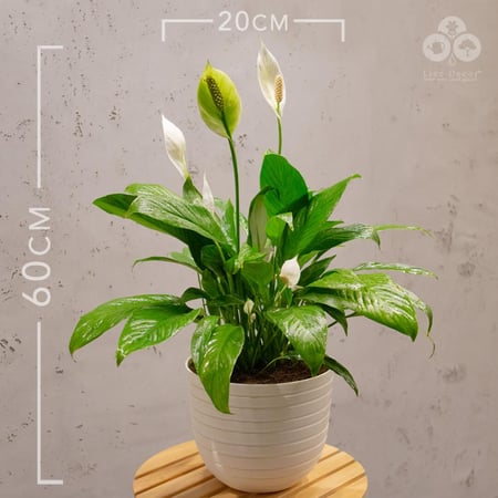 نبتة سبتفيليوم بمركن هافانا أبيض