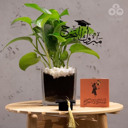 نبتة البوتس بفازة و تغريسة مبروك التخرج