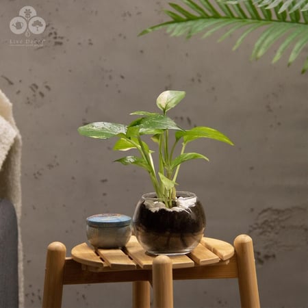 نبتة البوتس بفازة زجاجية صغيرة