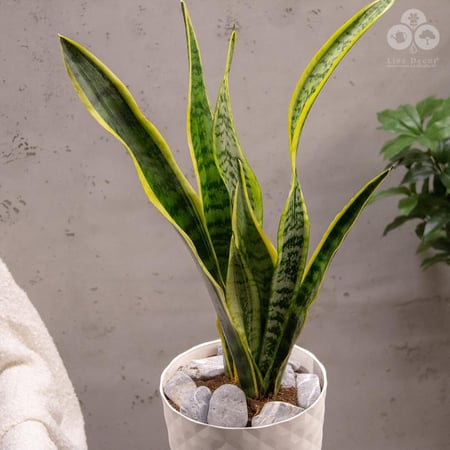 نبتة سنسفيرا جلد النمر بمركن تروبيكل برتغالي