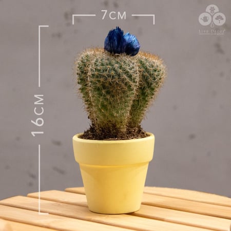 نبتة صبار بورود زرقاء بمركن أصفر