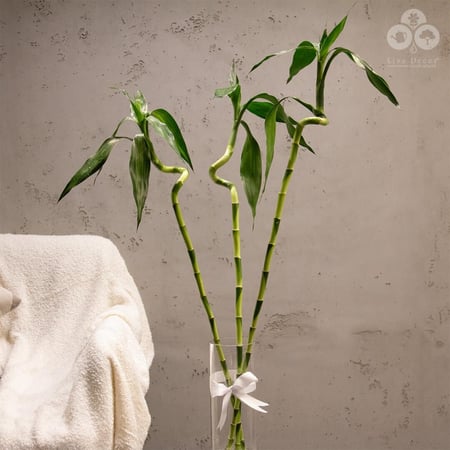 3 سيقان بامبو بفازة زجاجية