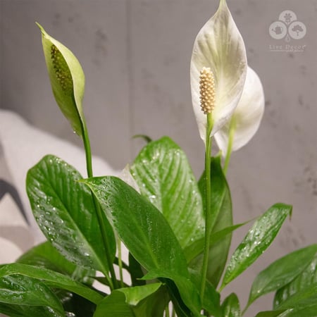 نبتة سبتفيليوم بمركن هافانا أبيض