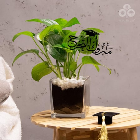 نبتة البوتس بفازة و تغريسة مبروك التخرج