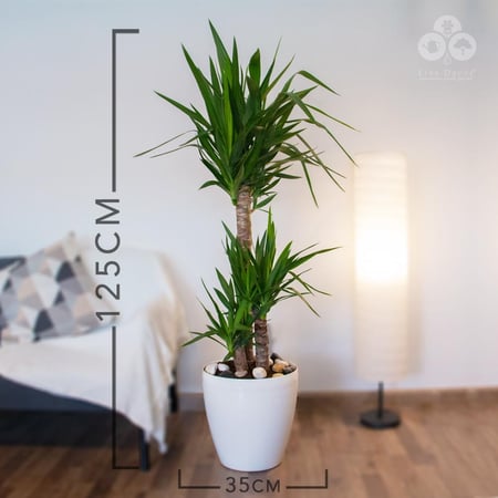 نبتة يوكا بمركن روتو بريلينت