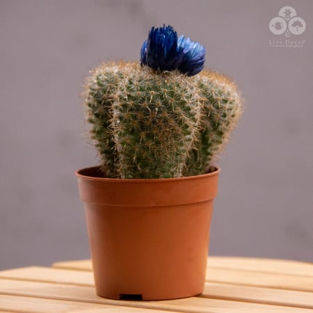 نبتة صبار صغير بورود زرقاء