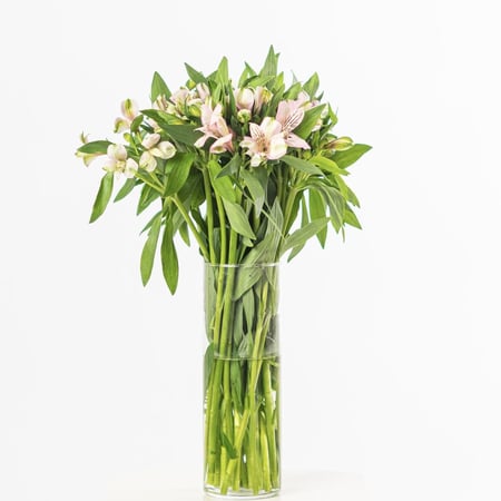 فازه ورد  الاستروميريا ( الرياض فقط )