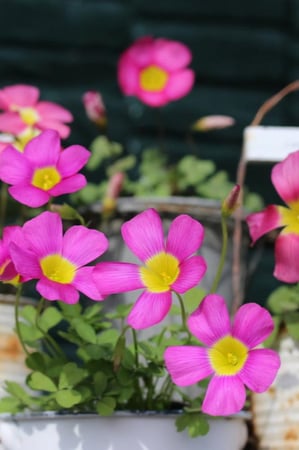 بصيلة أقصليس (وريف)