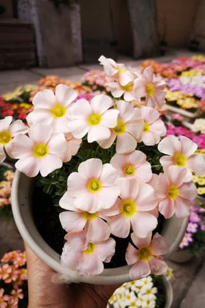 بصيلة أقصليس (سحاب)