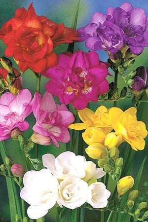 أبصال (فريزيا) مدبلة ملونة